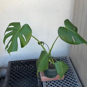 COPY - These plants are home grown from some seeds I bought.